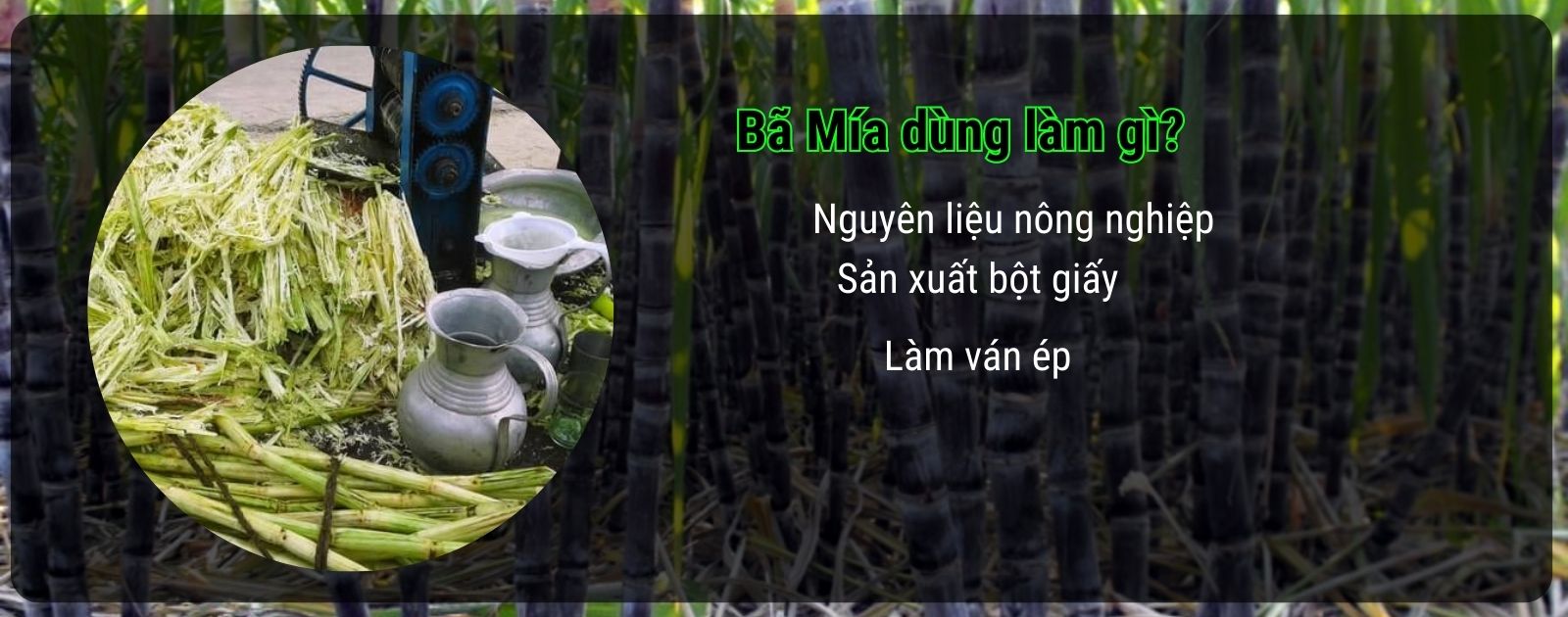 bã mía dùng để làm gì