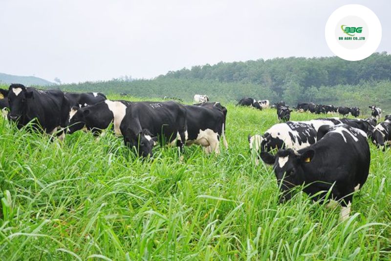Cho bò ăn gì để có nhiều sữa: Bí quyết giúp bò sữa khỏe mạnh