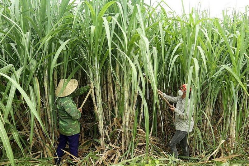 Phòng trừ sâu cho cây mía